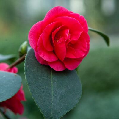Tropische Schmetterlinge im Rhododendron-Park Bremen (botanika) – Foto 8