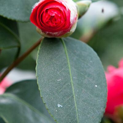 Tropische Schmetterlinge im Rhododendron-Park Bremen (botanika) – Foto 9