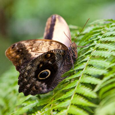 Tropische Schmetterlinge im Rhododendron-Park Bremen (botanika) – Foto 10