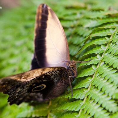 Tropische Schmetterlinge im Rhododendron-Park Bremen (botanika) – Foto 11