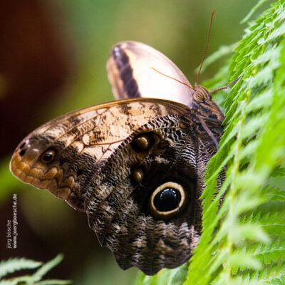 Tropische Schmetterlinge im Rhododendron-Park Bremen (botanika) – Foto 13