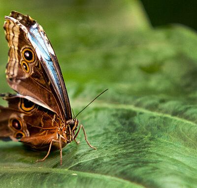 Tropische Schmetterlinge im Rhododendron-Park Bremen (botanika) – Foto 23