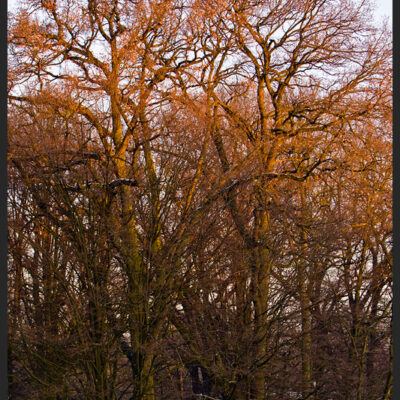 Bürgerpark Bremen im Winter bei Sonnenaufgang – Foto 6
