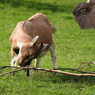 Buergerpark-Weserwehr-Bremen-03-10-2007 – Foto 2