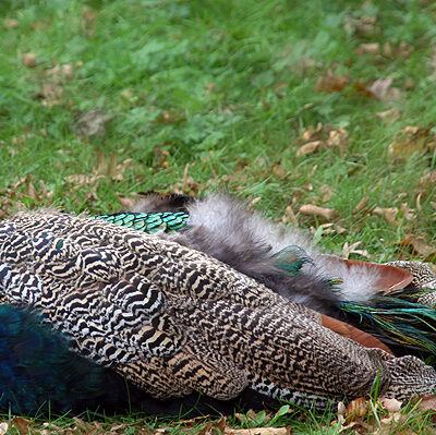 Buergerpark-Weserwehr-Bremen-03-10-2007 – Foto 3