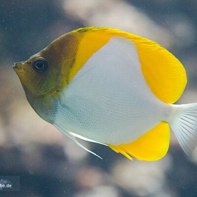 Burgers‘ Zoo – Arnheim (Holland) – Foto 2