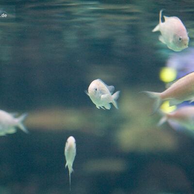 Burgers‘ Zoo – Arnheim (Holland) – Foto 3