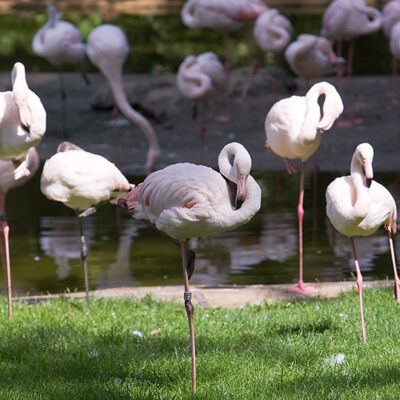 Burgers‘ Zoo – Arnheim (Holland) – Foto 4