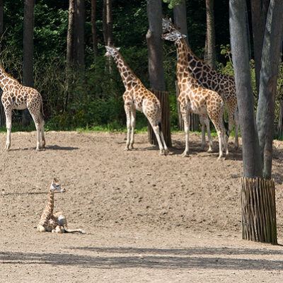Burgers‘ Zoo – Arnheim (Holland) – Foto 5