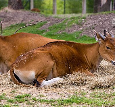 Burgers‘ Zoo – Arnheim (Holland) – Foto 10