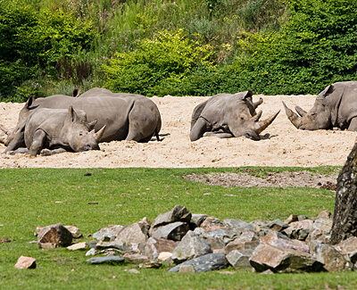 Burgers‘ Zoo – Arnheim (Holland) – Foto 11