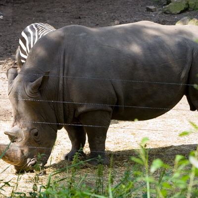 Burgers‘ Zoo – Arnheim (Holland) – Foto 12