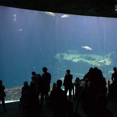 Burgers‘ Zoo – Arnheim (Holland) – Foto 14