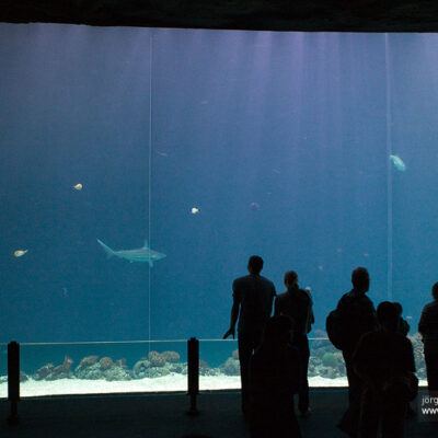 Burgers‘ Zoo – Arnheim (Holland) – Foto 15
