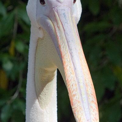 Burgers‘ Zoo – Arnheim (Holland) – Foto 16