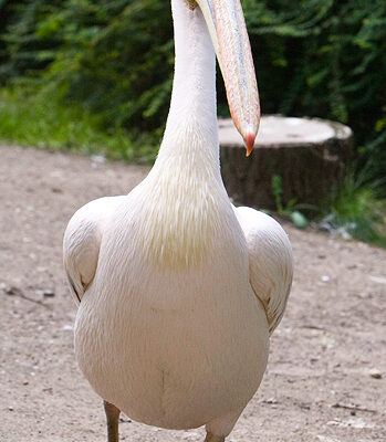 Burgers‘ Zoo – Arnheim (Holland) – Foto 17