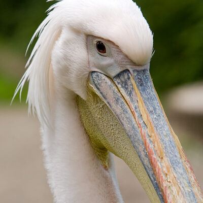 Burgers‘ Zoo – Arnheim (Holland) – Foto 18