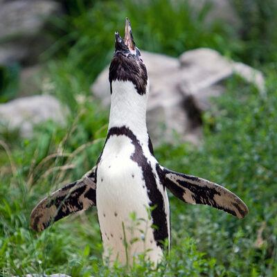 Burgers‘ Zoo – Arnheim (Holland) – Foto 20