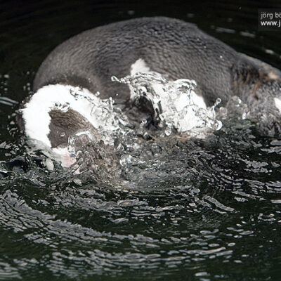 Burgers‘ Zoo – Arnheim (Holland) – Foto 21