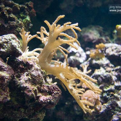 Burgers‘ Zoo – Arnheim (Holland) – Foto 23