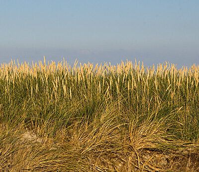 Dänemark – Söndervig an der Nordseeküste – Foto 5