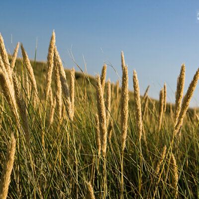 Dänemark – Söndervig an der Nordseeküste – Foto 7
