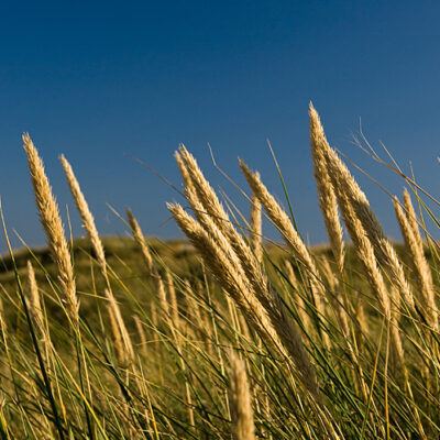 Dänemark – Söndervig an der Nordseeküste – Foto 8