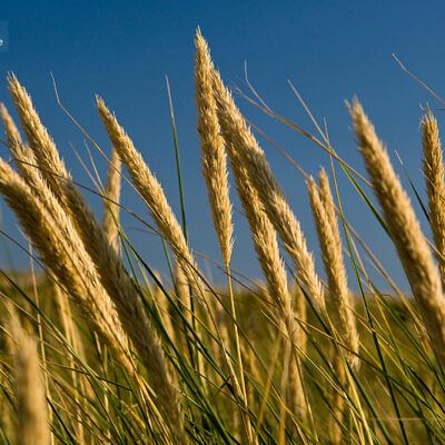 Dänemark – Söndervig an der Nordseeküste – Foto 9