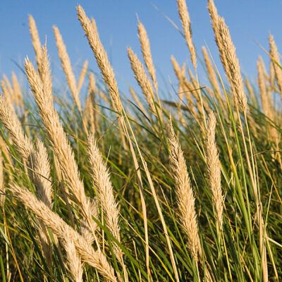Dänemark – Söndervig an der Nordseeküste – Foto 11