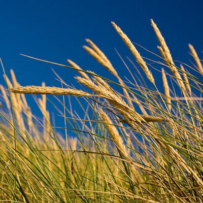 Dänemark – Söndervig an der Nordseeküste – Foto 12