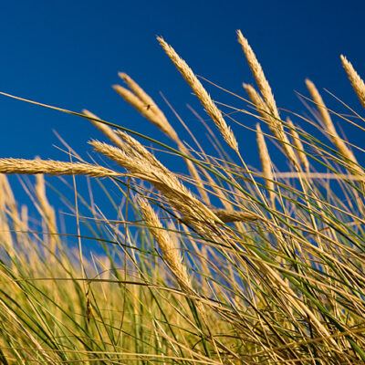 Dänemark – Söndervig an der Nordseeküste – Foto 13