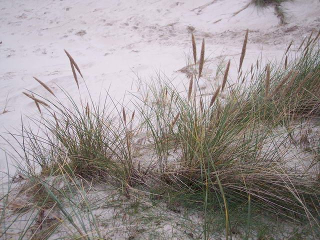 Dänemark 2004 – Slettestrand – Foto 13