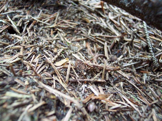 Dänemark 2004 – Slettestrand – Foto 23