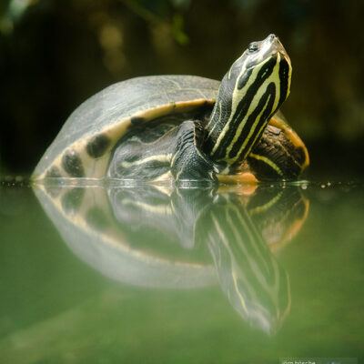 Zoologischer Garten Frankfurt am Main – Foto 4