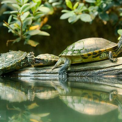 Zoologischer Garten Frankfurt am Main – Foto 5