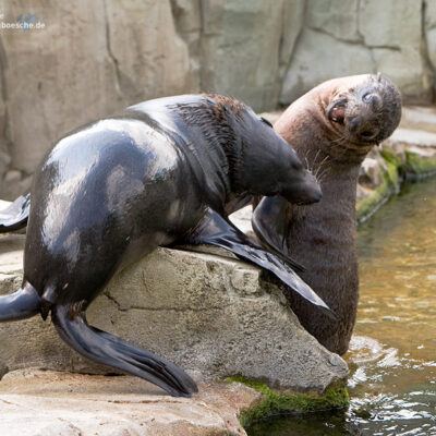 Zoologischer Garten Frankfurt am Main – Foto 10