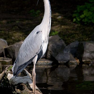 Zoologischer Garten Frankfurt am Main – Foto 12