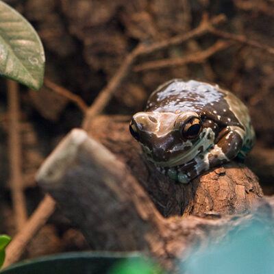 Zoologischer Garten Frankfurt am Main – Foto 24