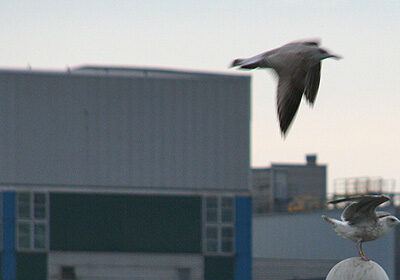 Tour nach Kiel am 30-12-2006 – Foto 5