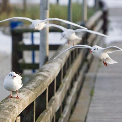 Lubmin – Ostseeküste mit Wind & Schnee – Foto 19