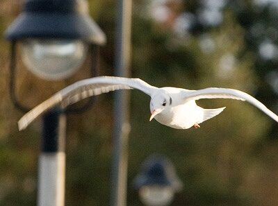 Lubmin – Ostseeküste mit Wind & Schnee – Foto 21