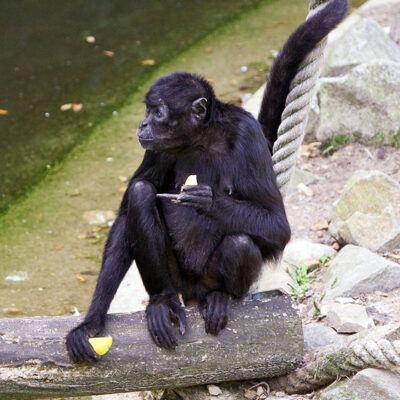 Nordlichter-Zoo-Osnabrueck-13-07-2008 – Foto 2