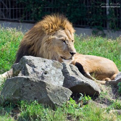 Nordlichter-Zoo-Osnabrueck-13-07-2008 – Foto 3