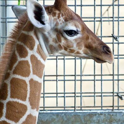 Nordlichter-Zoo-Osnabrueck-13-07-2008 – Foto 4