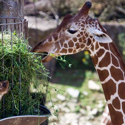 Nordlichter-Zoo-Osnabrueck-13-07-2008 – Foto 5