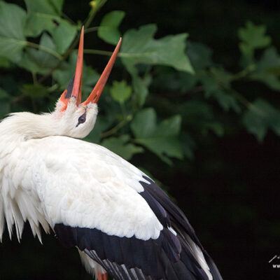 Nordlichter-Zoo-Osnabrueck-13-07-2008 – Foto 10