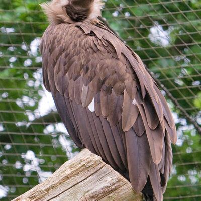 Nordlichter-Zoo-Osnabrueck-13-07-2008 – Foto 13