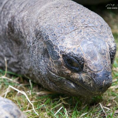 Nordlichter-Zoo-Osnabrueck-13-07-2008 – Foto 15