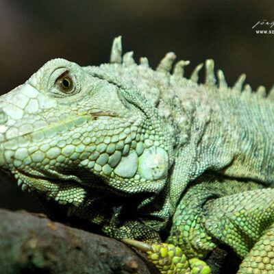 Nordlichter-Zoo-Osnabrueck-13-07-2008 – Foto 23
