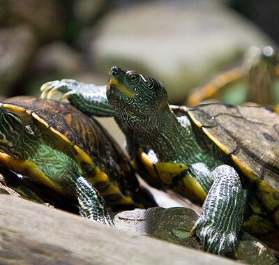 Nordlichter-Zoo-Osnabrueck-13-07-2008 – Foto 24